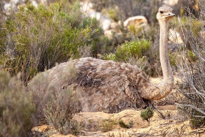 Big Five Safari Experience Near Cape Town ,South Africa - Your Game Drive With Rangers: 2.5 to 3 Hours That Matter