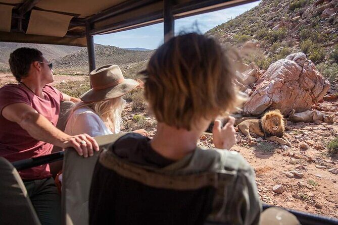 Big Five Safari Experience Near Cape Town ,South Africa - Big Five Expectations: Realistic Chances and Sightings Vary