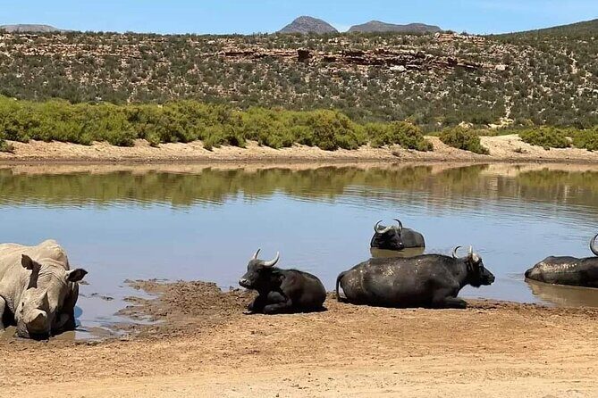 Big Five Safari Experience Near Cape Town ,South Africa - Guides Can Make the Day: Martin and Reese as Examples