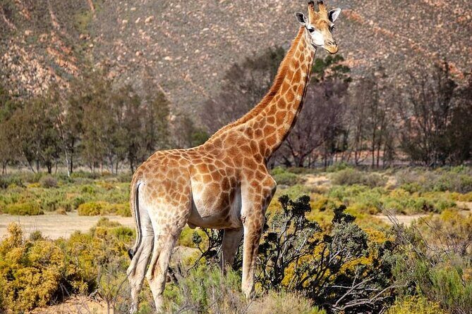 Big Five Safari Experience Near Cape Town ,South Africa - Pickup Times, Meeting Point, and the A/C Ride Reality