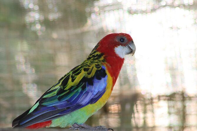 Birds of Eden Admission Ticket - Why Birds of Eden Feels Like Wildlife, Not a Cage