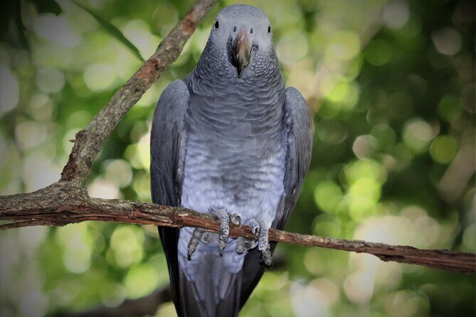 Birds of Eden Admission Ticket - The Dome Height and Treetop View: What Makes the Space Work