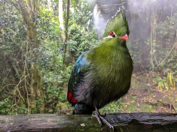 Birds of Eden Admission Ticket - Species You’ll Encounter: South African Stars and a Few Surprises