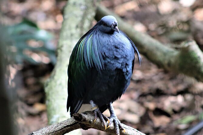 Birds of Eden Admission Ticket - Timing Tips for a 1–3 Hour Bird Adventure
