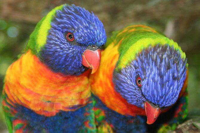 Birds of Eden Admission Ticket - What to Bring (and What You Can’t Use)