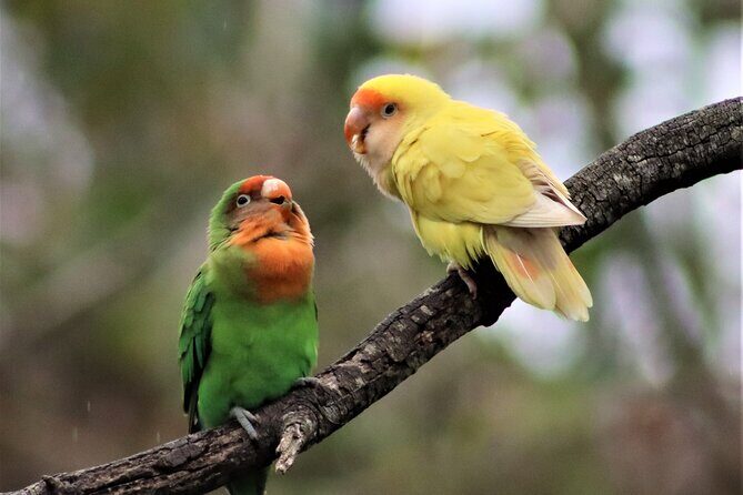 Birds of Eden Admission Ticket - Walking the Boardwalk: The 1.2km Route at Your Own Speed