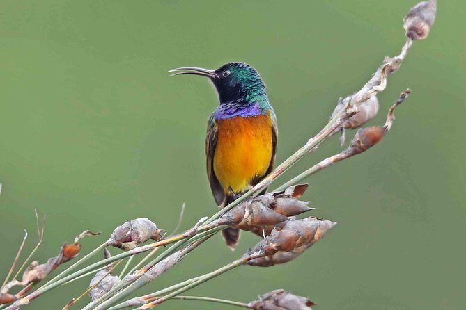 Birdwatching in Cape Town - Kirstenbosch Gardens: fynbos, forest birds, and real morning momentum