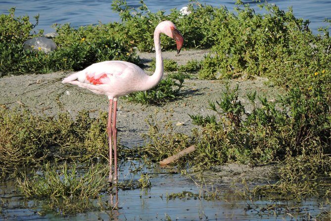 Birdwatching in Cape Town - Target species: what you’re most likely to hear about all day