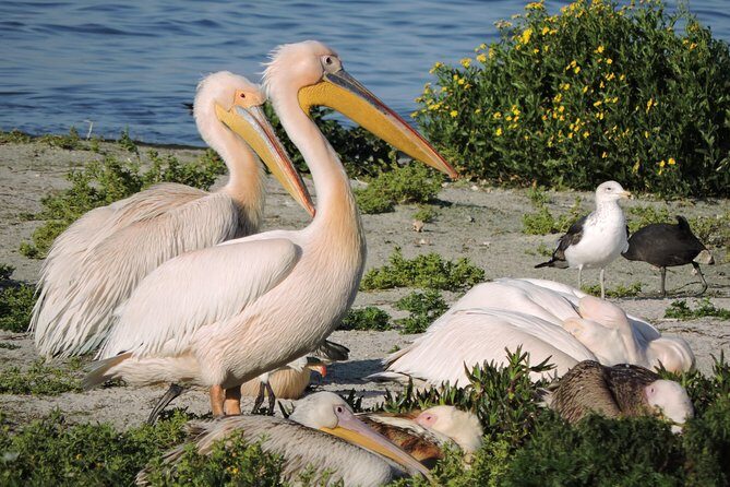 Birdwatching in Cape Town - The 8-hour rhythm: why the timing feels efficient