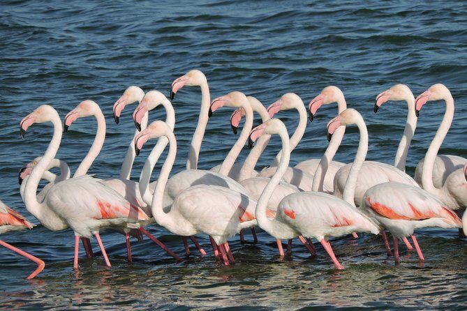 Birdwatching in Cape Town - Comfort and convenience: climate control, pickup, and small things that matter
