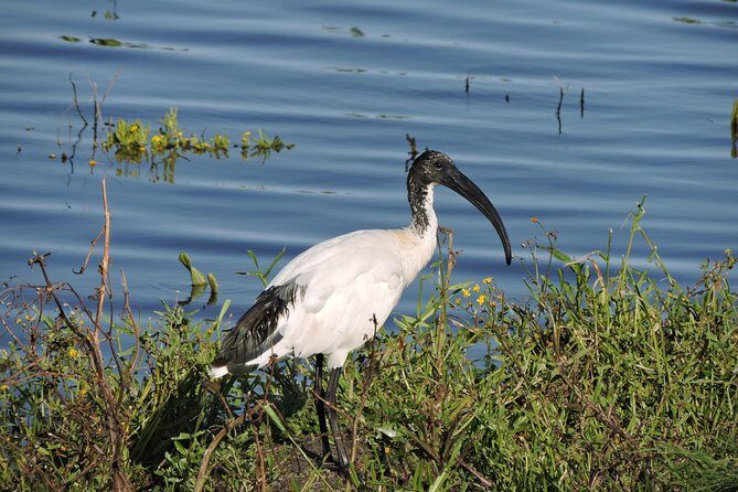 Birdwatching in Cape Town - Price and value: is $115.43 a good deal?