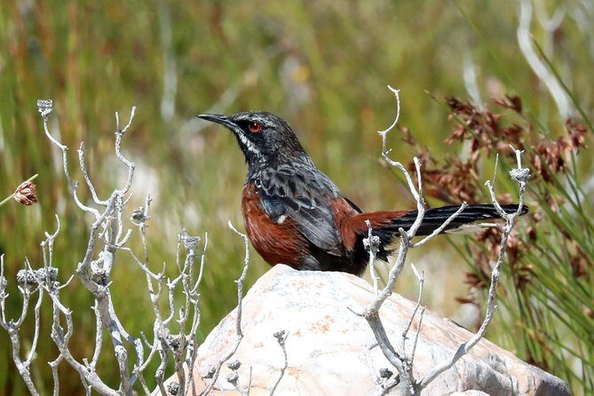 Birdwatching in Cape Town - What to pack (and what to do) for better sightings