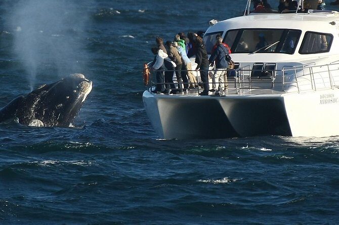 Boat Based Whale Watching from Hermanus - Morning Jetty to Big-Water Views: What This Hermanus Trip Feels Like