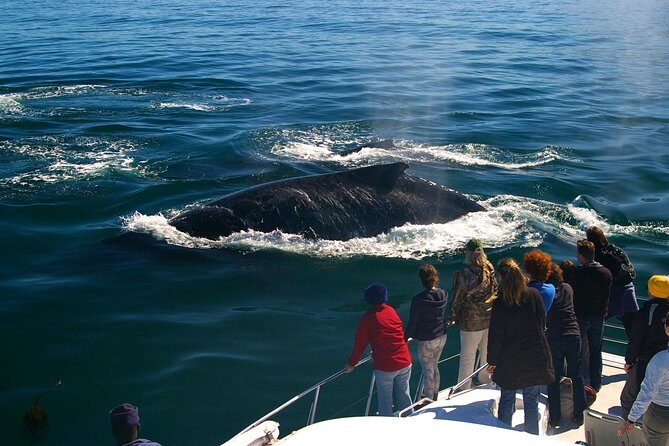 Boat Based Whale Watching from Hermanus - The 6:30 AM Start: Pickup, Timing, and Why Early Matters