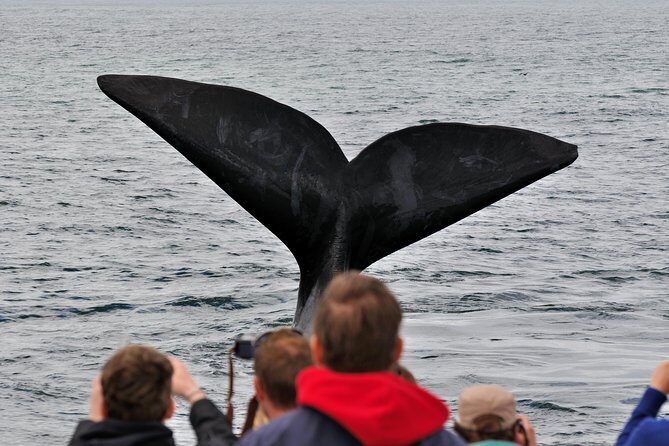 Boat Based Whale Watching from Hermanus - The Species List (and How to Manage Expectations)