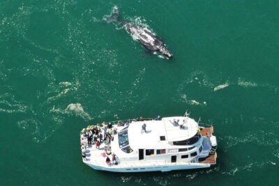 Boat Based Whale Watching from Hermanus - Out on the Catamaran: What to Watch, Who Helps, and How Comfort Is Handled