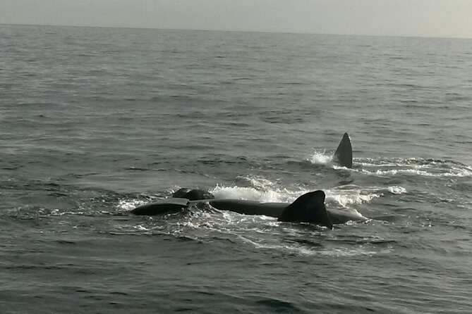 Boat Based Whale Watching from Hermanus - Extras in Hermanus: Possible Museum Stops and a Cheetah Sanctuary Addition