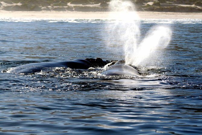Boat Based Whale Watching from Hermanus - Comfort on the Water: Small Details That Make a Real Difference