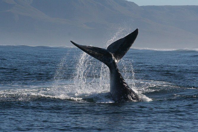 Boat Based Whale Watching from Hermanus - Who Should Book This Tour (and Who Might Want to Think Twice)