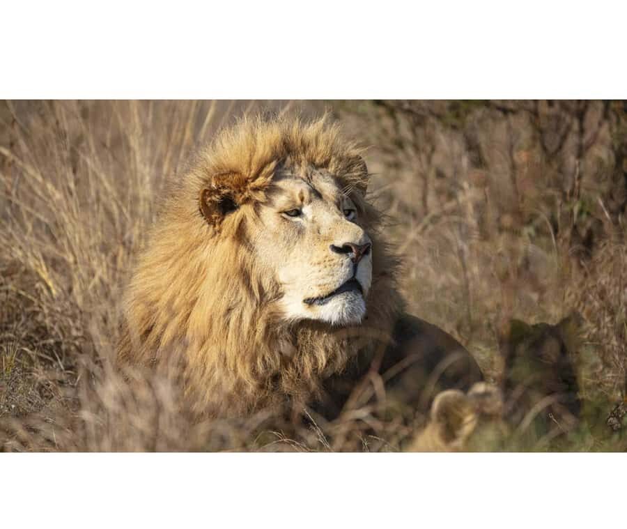 Bothongo Rhino and Lion Nature Reserve Self Drive - Getting your bearings at Bothongo in the Cradle of Humankind