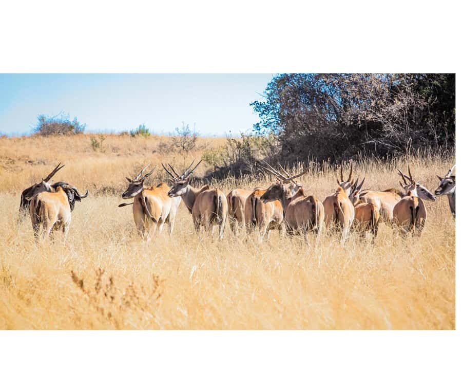 Bothongo Rhino and Lion Nature Reserve Self Drive - What you get for $14: the value isn’t just the animals