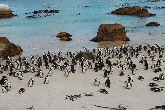 Boulders Beach Cape Town: Swimming With Penguin & Close Encounter Half Day Tour - What the price gets you—and what it doesn’t
