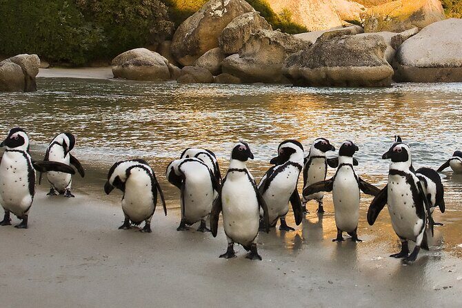 Boulders Beach Cape Town: Swimming With Penguin & Close Encounter Half Day Tour - Guide quality: why Moe, Pedro, and Joshua came up again and again