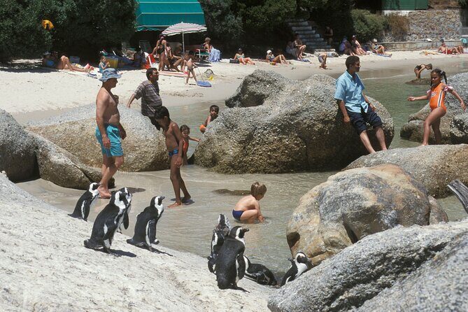 Boulders Beach Cape Town: Swimming With Penguin & Close Encounter Half Day Tour - The penguin swim part: exciting, but treat it like an opportunity, not a guarantee
