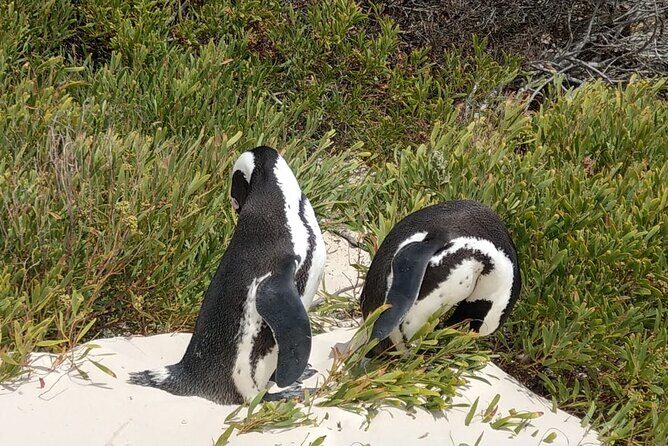 Boulders Beach Penguins and Seal Island Boat Trip Half Day Tour - Price, Tickets, and What You Truly Pay for