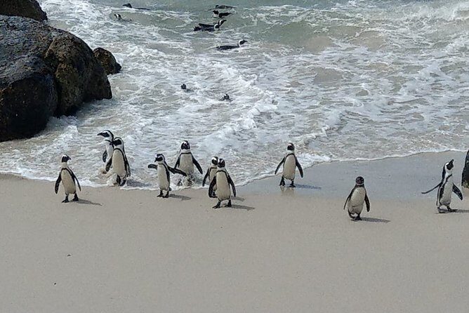 Boulders Beach Penguins and Seal Island Boat Trip Half Day Tour - How Guides Run the Day: Raphael, Jacques, and Chris Lessons