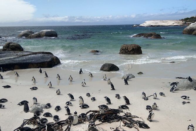Boulders Beach Penguins and Seal Island Boat Trip Half Day Tour - Who This Tour Fits Best (and Who Might Prefer Longer)