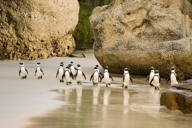 Boulders Beach Penguins Half Day Tour - Bo-Kaap: color, cobbles, and a quick orientation to Cape Town