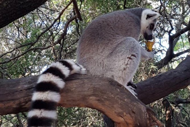 Bush Babies & Monkey Sanctuary and Elephants walk Private - Key points before you go