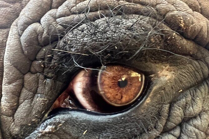 Bush Babies & Monkey Sanctuary and Elephants walk Private - Price and value: is $207.80 per person worth it?