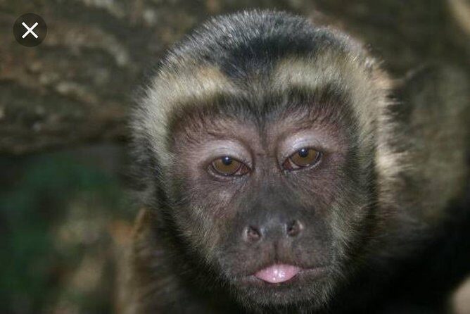 Bush Babies & Monkey Sanctuary and Elephants walk Private - Who this tour fits best (and who might want another option)