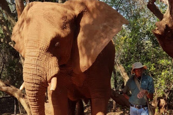 Bush Babies & Monkey Sanctuary and Elephants walk Private - Monkey freedom in the Magaliesberg kloofs: close, active, and funny