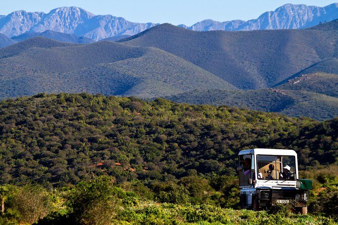 Bush Safari - Price and value: $43 for 2 hours of open-vehicle wildlife time