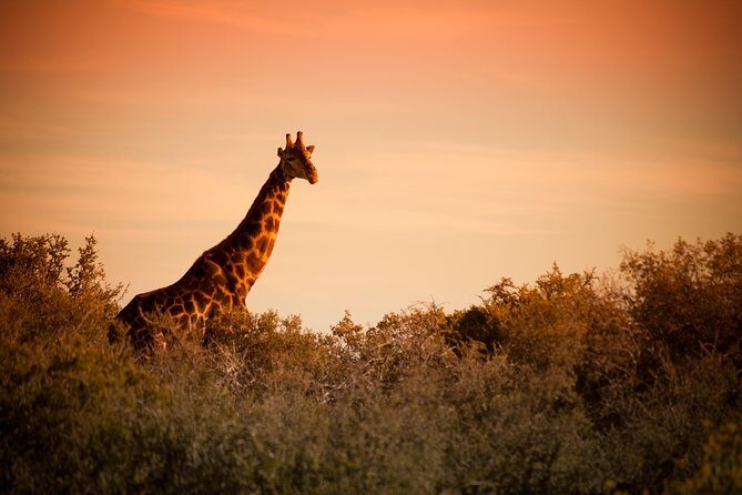 Bush Safari - Open game-viewing vehicles: what the drive really gives you