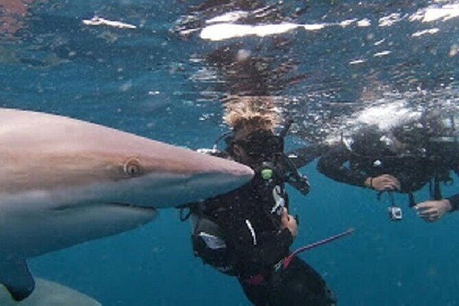 Caged and Cageless Shark Snorkelling on Durban's Aliwal Shoal - Stop 2: “cageless” snorkelling with oceanic blacktips