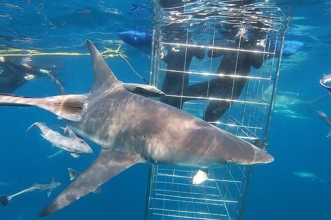 Caged and Cageless Shark Snorkelling on Durban's Aliwal Shoal - What’s included (and why the shower and towel matter)