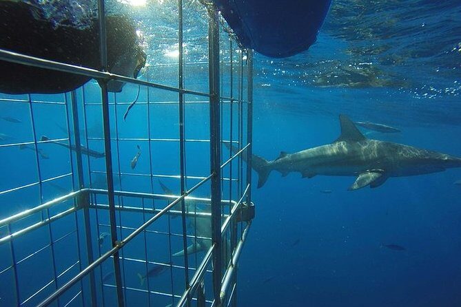 Caged and Cageless Shark Snorkelling on Durban's Aliwal Shoal - Stop 1: the caged stage that eases you into the experience