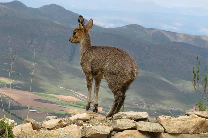 Cango Caves,Swartberg Pass,Prince Albert & Meiringspoort Daytrip - Cango Caves: A 1-Hour Heritage Start in Oudtshoorn Country