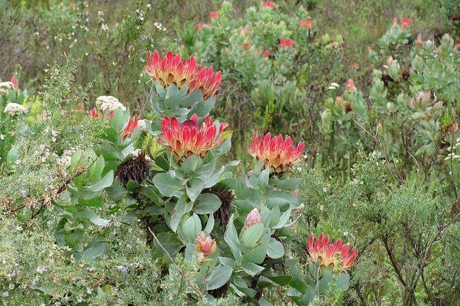 Cango Caves,Swartberg Pass,Prince Albert & Meiringspoort Daytrip - Swartberg Pass: Viewpoints, Photo Stops, and That Gravel-Road Reality