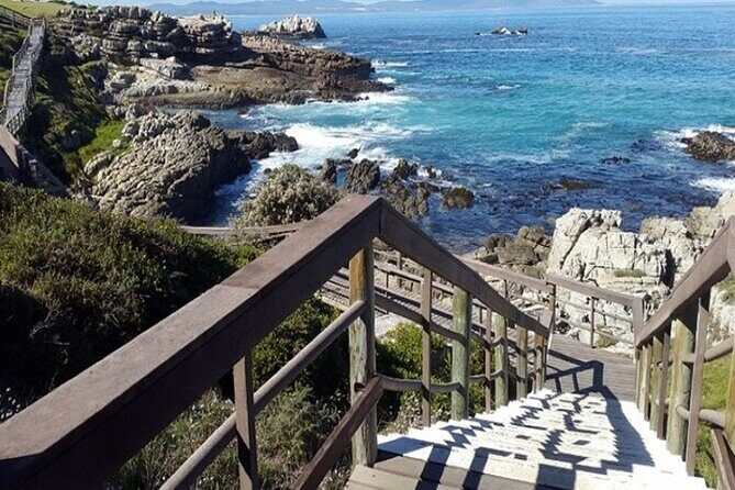 Cape Agulhas Full Day Private Tour - Betty’s Bay and Stony Point Penguins Colony (One Hour, Big Payoff)