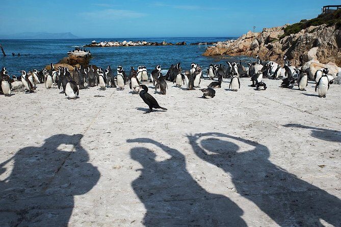 Cape Agulhas Full Day Private Tour from Cape Town - What to Bring So the Day Feels Easy