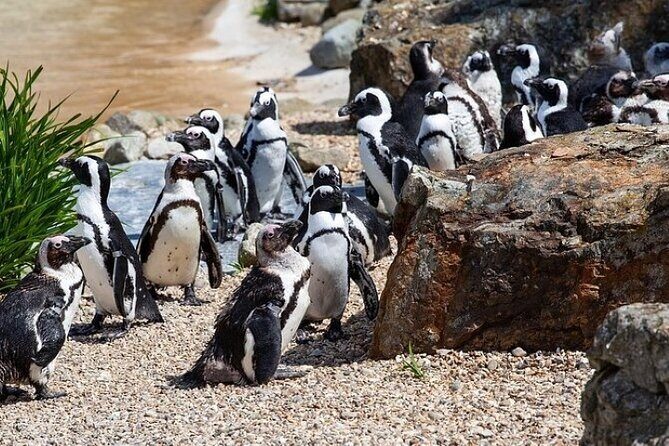 Cape Agulhas Full Day Private Tour - Hermanus and Hemel-en-Aarde: Whale Season Plus Wine-Valley Views