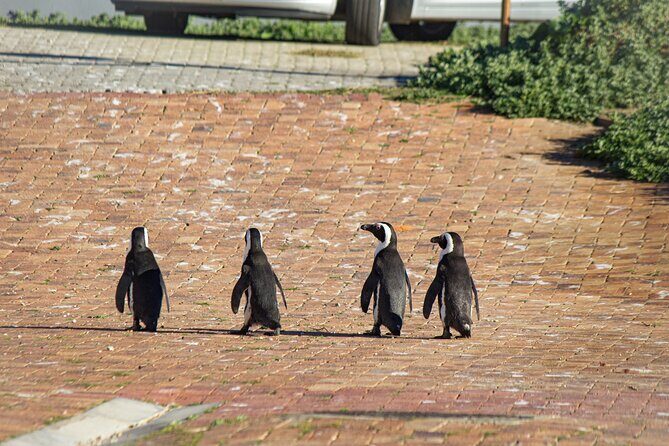 Cape Agulhas Full Day tour - The Big Idea: One Day to Reach Africa’s Edge