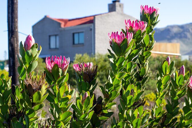 Cape Agulhas Full Day tour - Elim’s Small-Town Calm: The German-Founded Moravian Stop