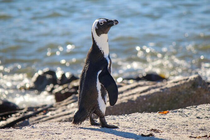 Cape Agulhas Full Day tour - Hermanus for Whales and a Lunch-Stop Mood