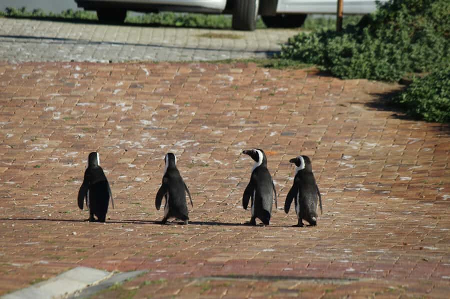 Cape Agulhas, Hermanus & Stoney point Penguins full Day Tour - Who Should Book This Tour (and Who Might Not)